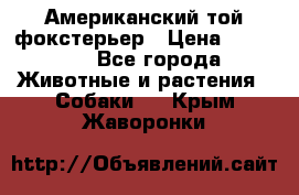 Американский той фокстерьер › Цена ­ 25 000 - Все города Животные и растения » Собаки   . Крым,Жаворонки